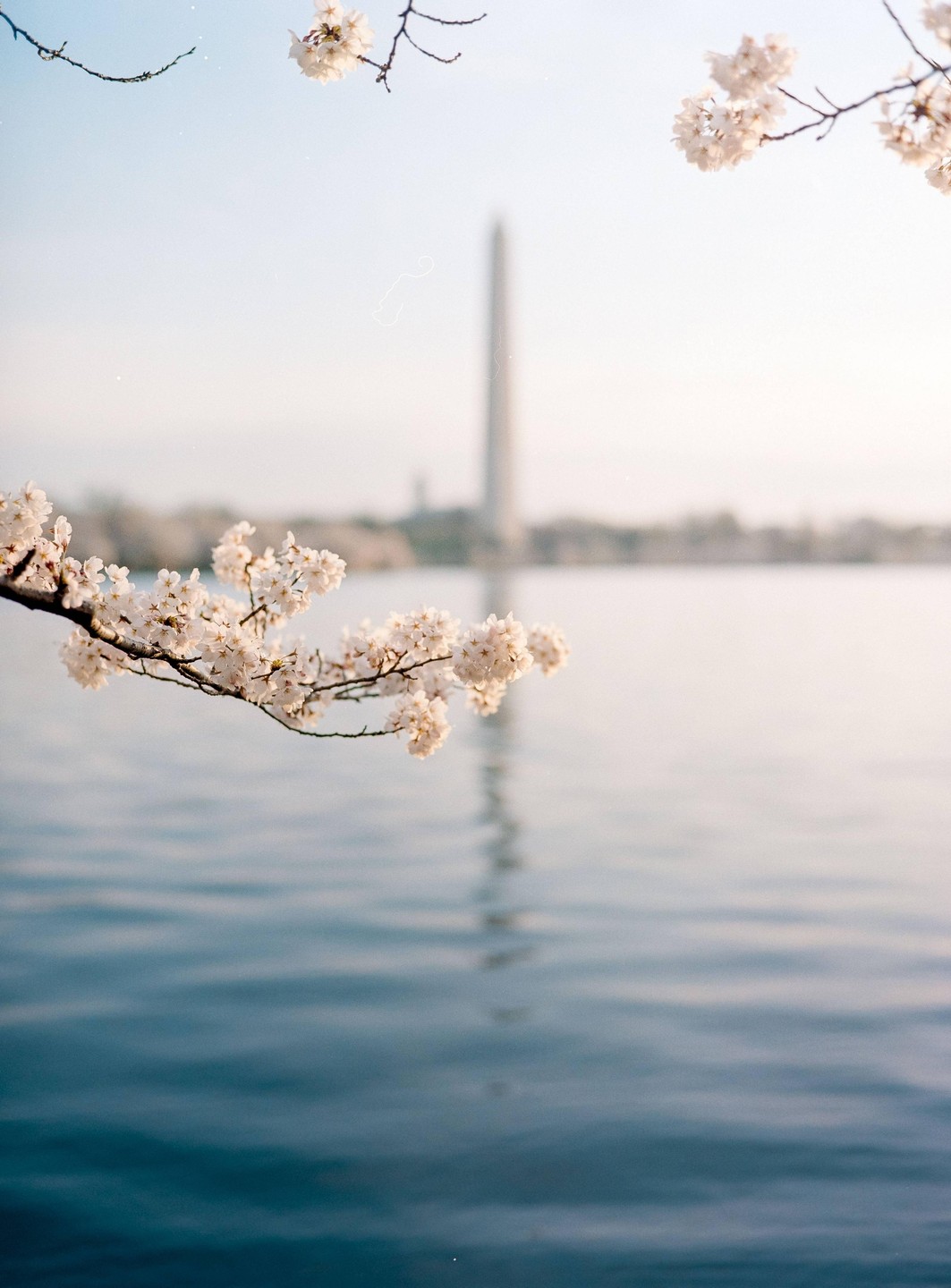 Cherry blossoms frame a body of water with the Washington Monument in the background.