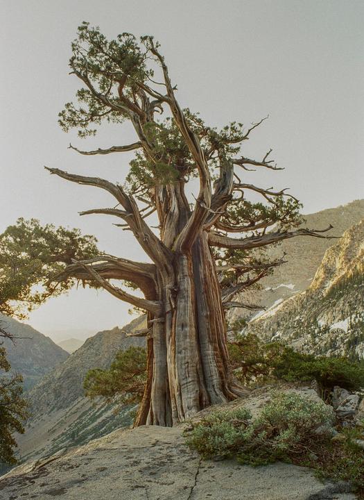 A large, gnarled tree stands on a rocky outcrop overlooking a mountain valley.