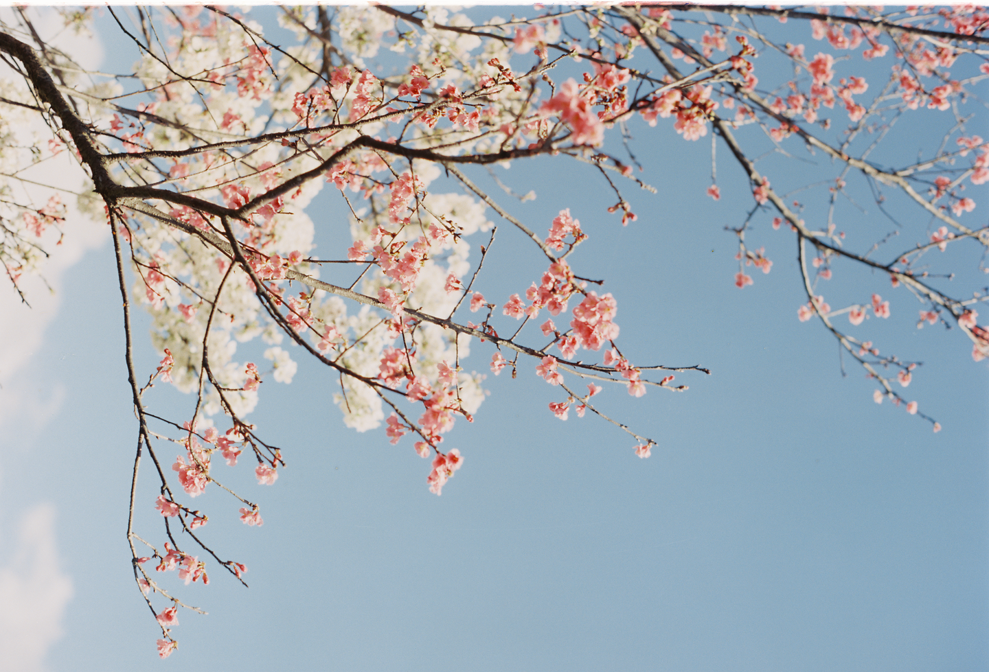 Pink and white cherry blossoms on branches are set against a clear blue sky with a few wispy clouds.