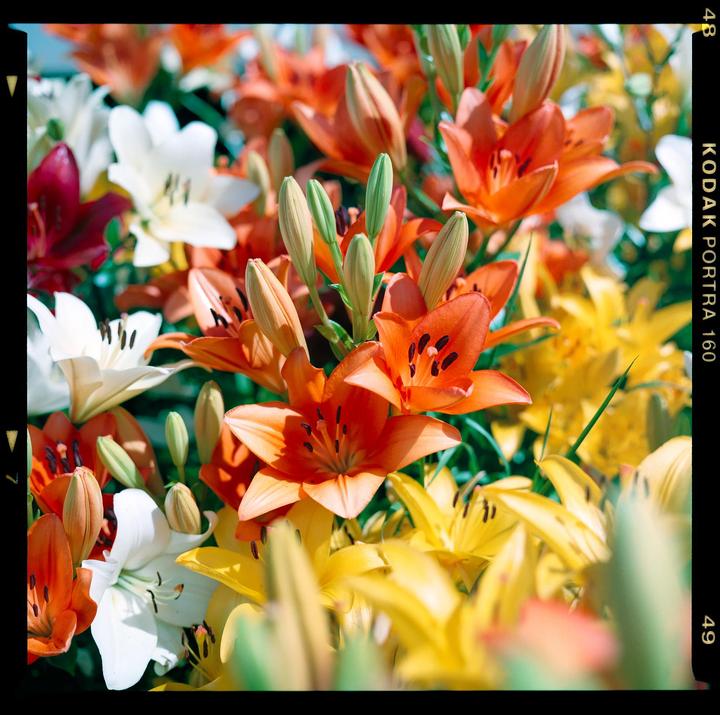A cluster of orange, yellow, and white lilies with some buds is shown in a close-up.