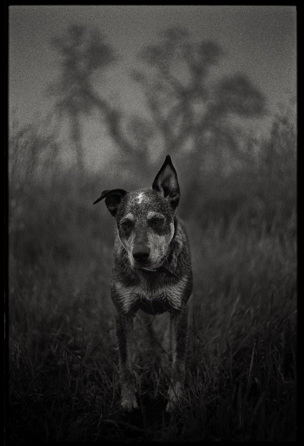 A dog with one ear up stands in tall grass with tree shadows in the background.