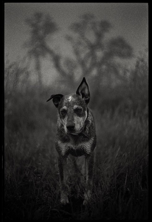 A dog with one ear up stands in tall grass with tree shadows in the background.