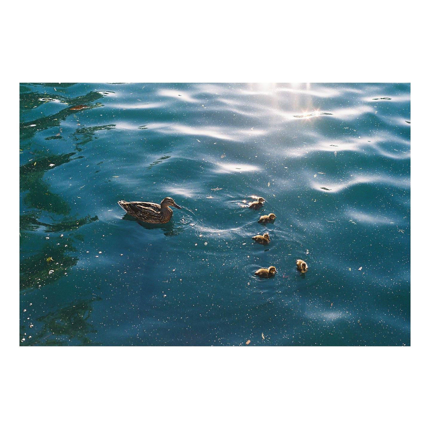 A mother duck swims in blue water with five ducklings following behind her.