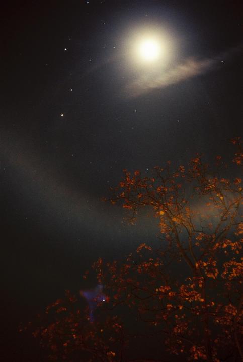 A bright moon illuminates a tree with autumn foliage against a dark, starry night sky.