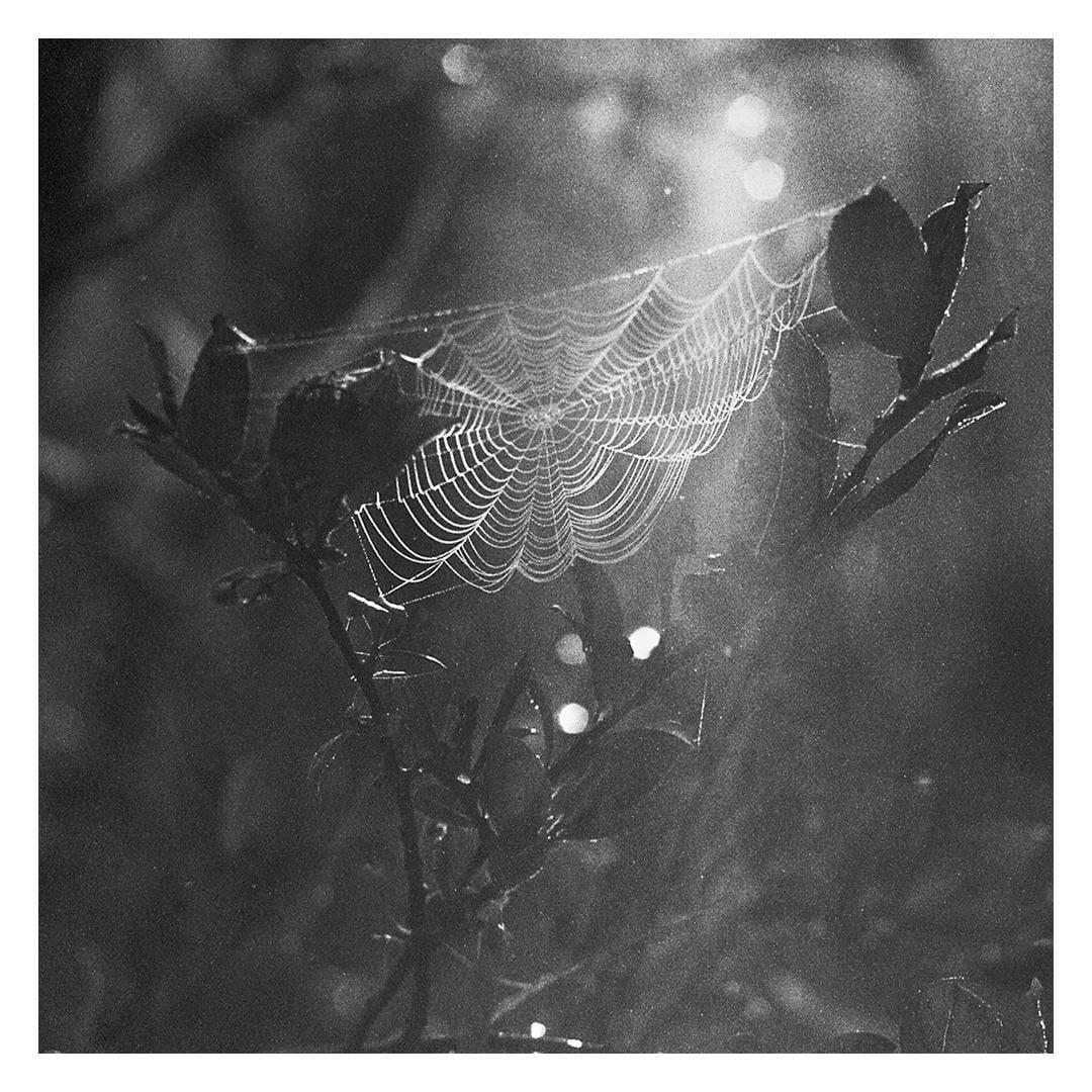 A spiderweb covered in dew drops is illuminated by sunlight.