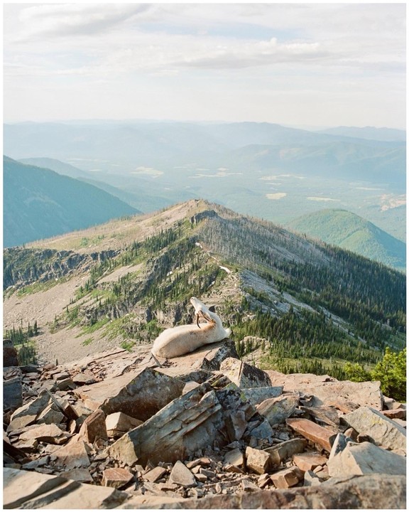 A mountain goat rests on a rocky peak overlooking a vast mountain range.