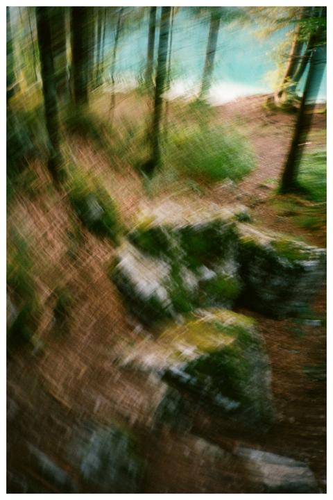 A blurry forest floor with trees and a body of water in the background is visible.