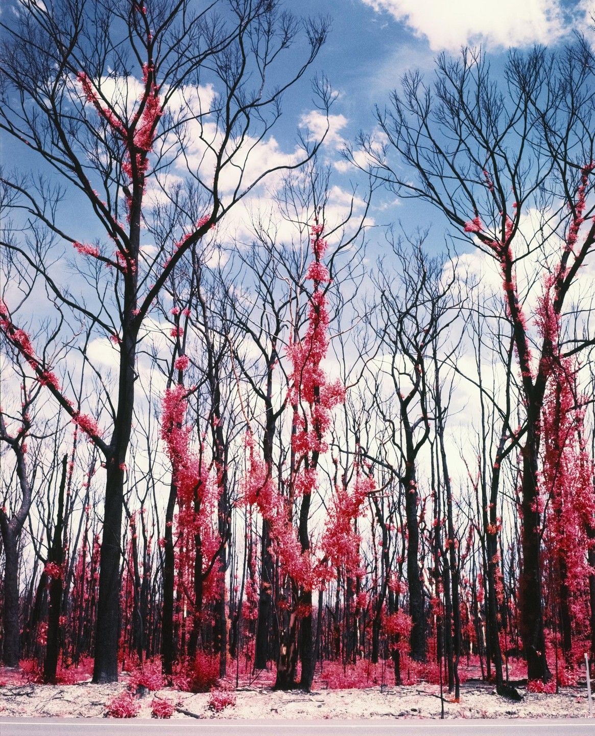A forest of bare trees with bright pink foliage growing on their trunks and branches stands beside a road under a blue sky with white clouds.