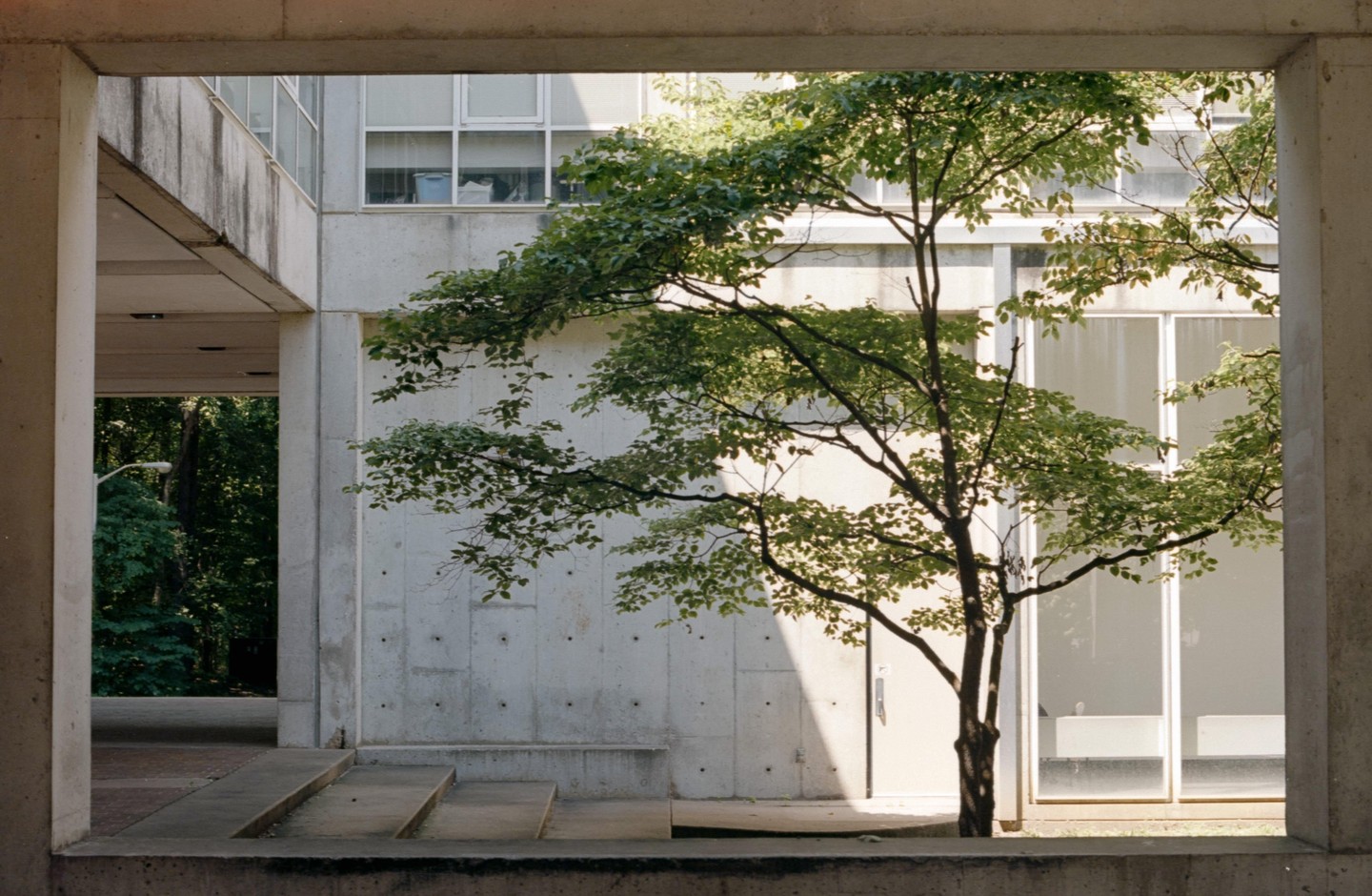 A tree with green leaves stands in front of a concrete building with large windows, framed by concrete structures.