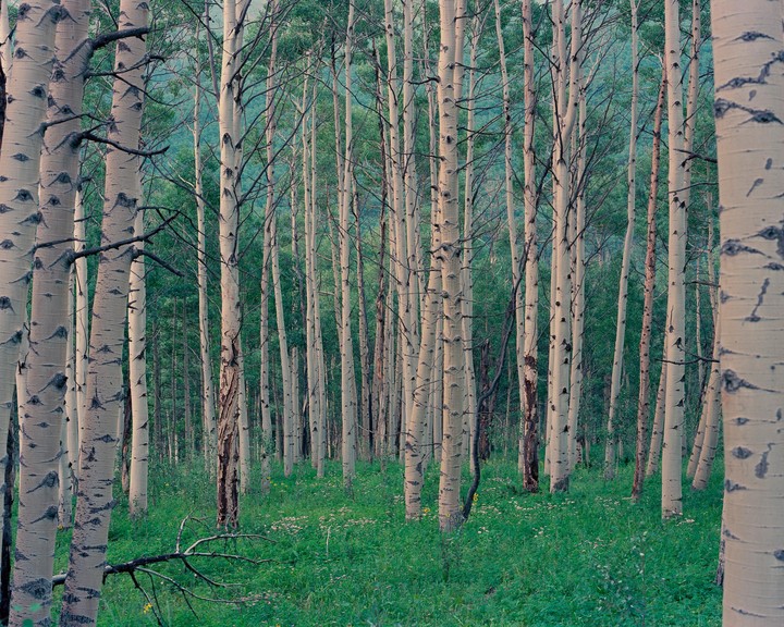 A dense forest of aspen trees with white bark and green foliage stands over a field of green grass and small white flowers.