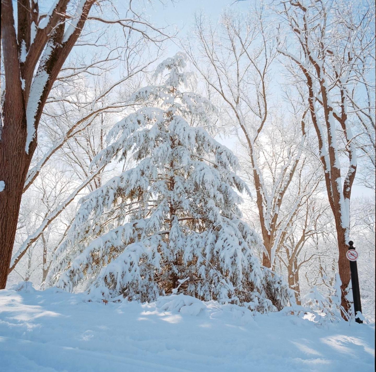 A snow-covered evergreen tree stands among bare deciduous trees in a winter landscape.