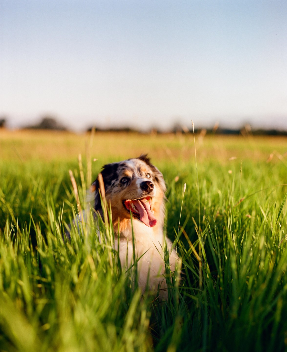 A dog with its tongue out sits in a field of tall green grass under a clear sky.