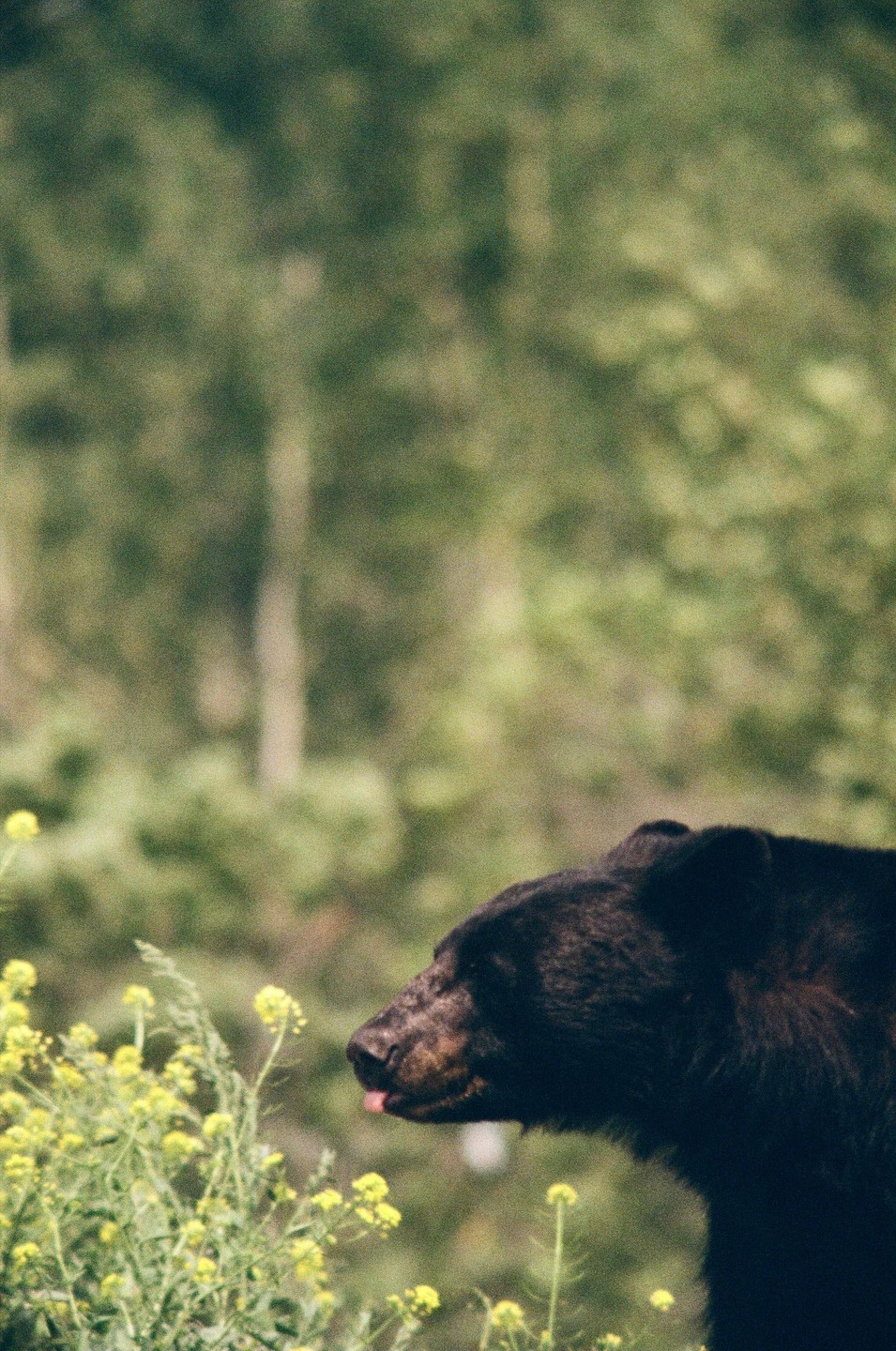 A black bear with its tongue out stands among yellow flowers with a forest in the background.
