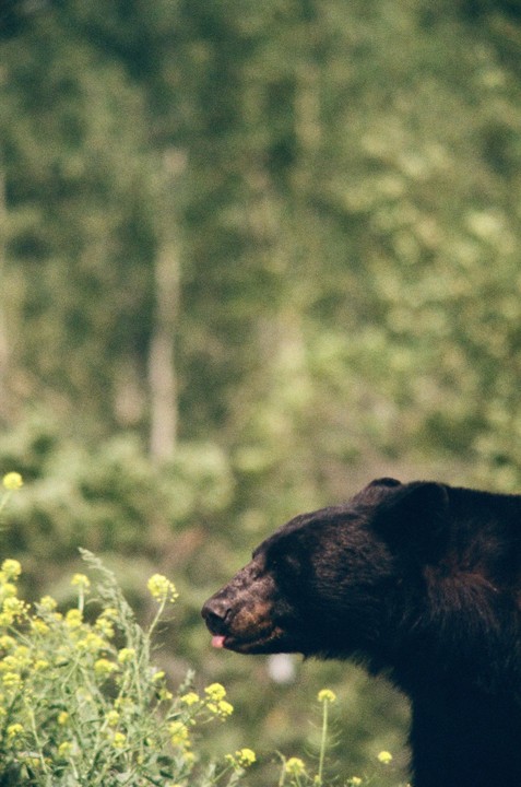 A black bear with its tongue out stands among yellow flowers with a forest in the background.