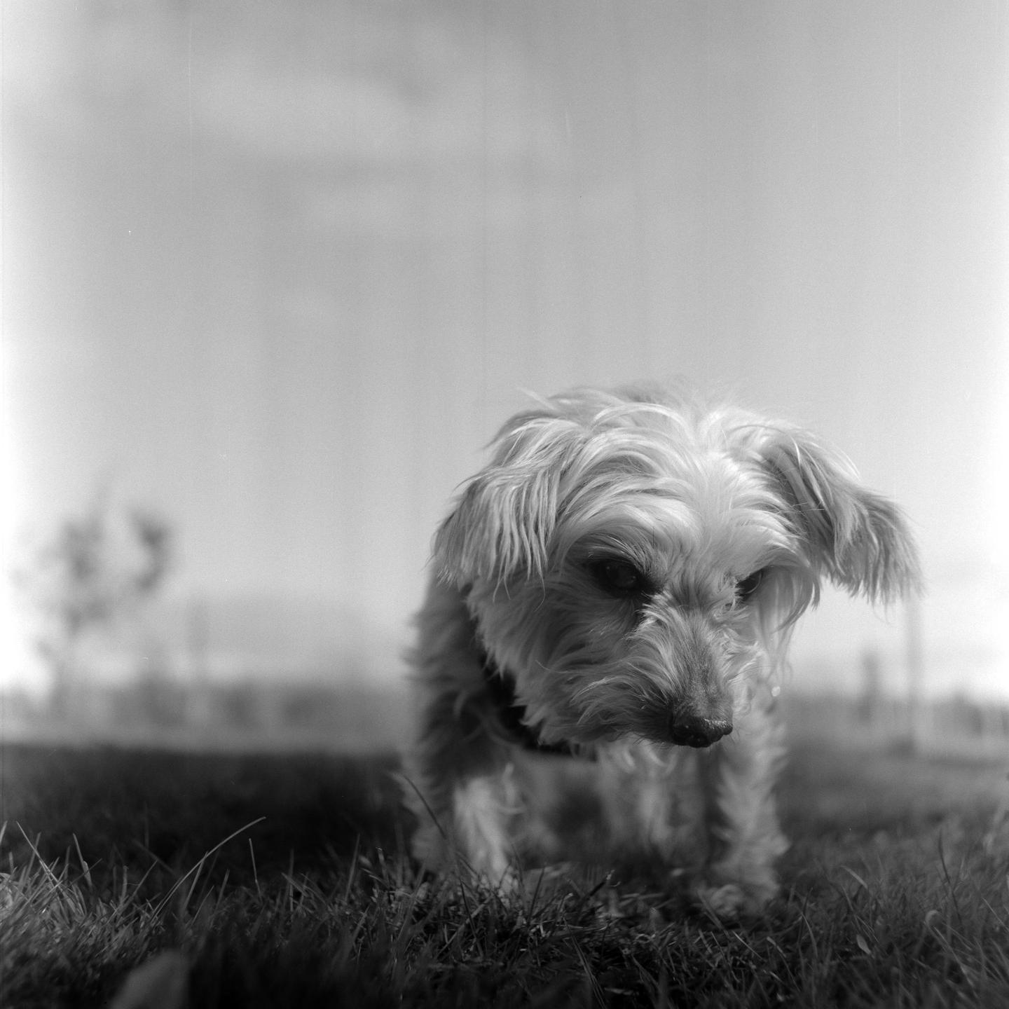 A small dog with shaggy fur stands in grass, looking down and to the right.
