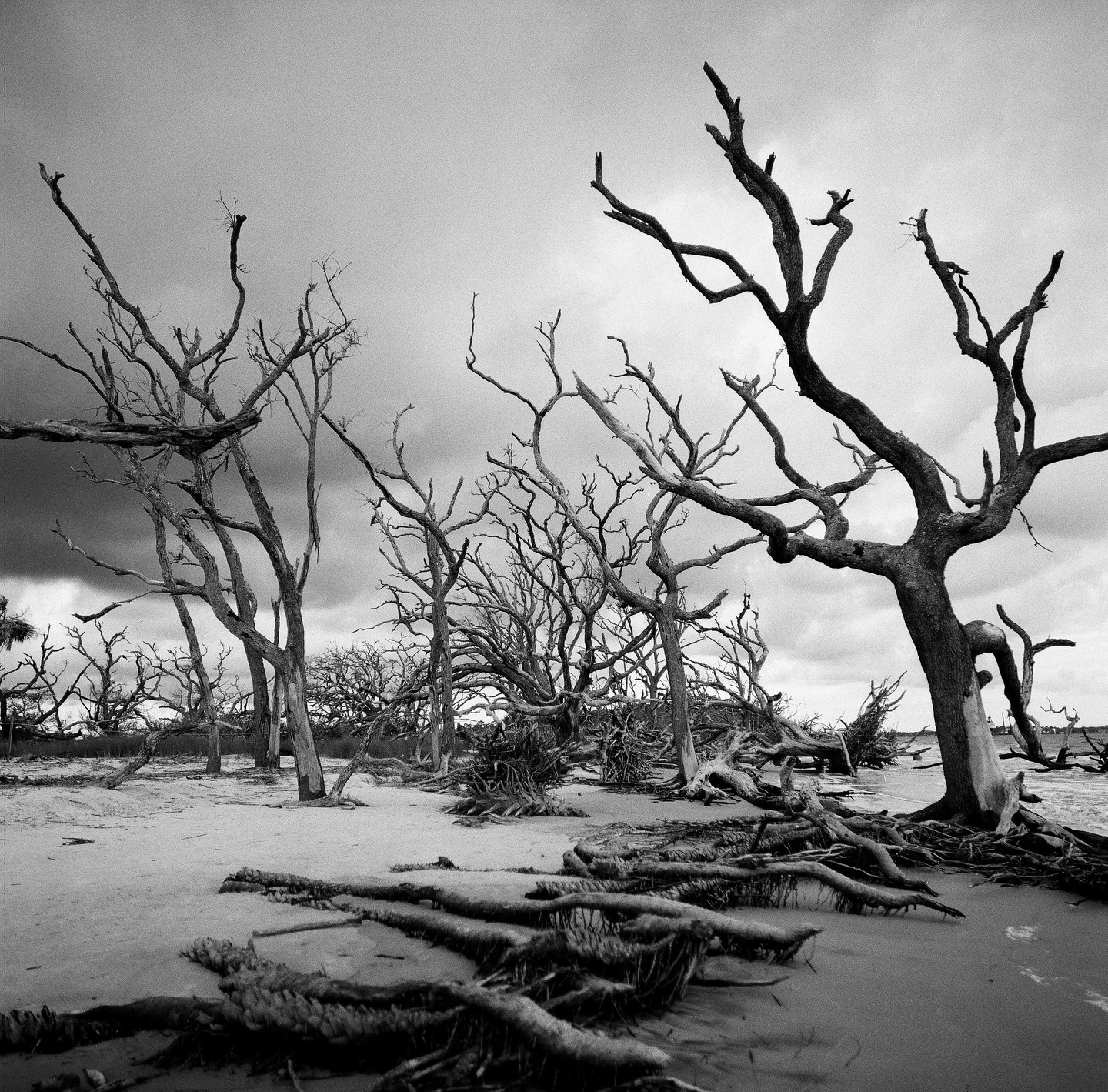 Bare trees with exposed roots stand on a sandy beach under a cloudy sky.
