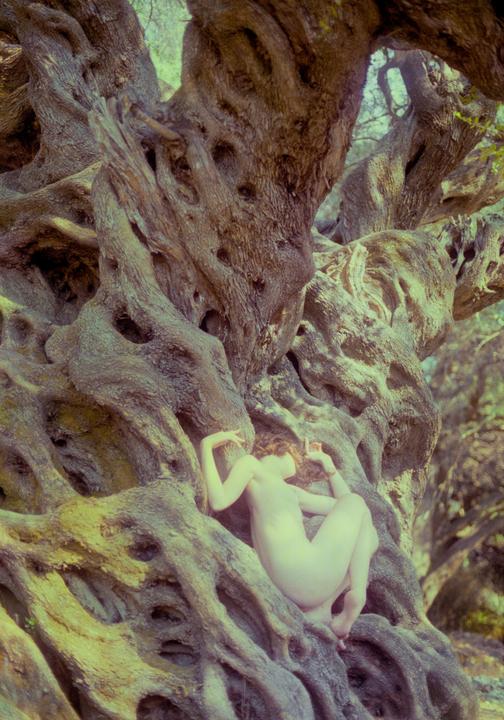 A nude woman with curly hair is nestled among the gnarled roots and trunk of an ancient olive tree.