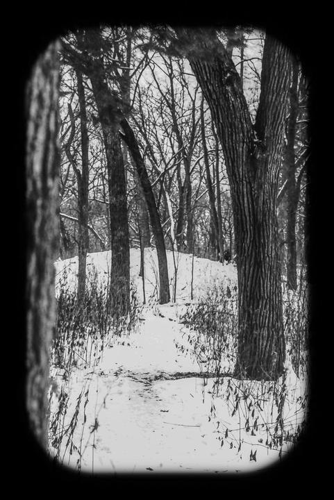 A snowy path winds through a forest of bare trees.