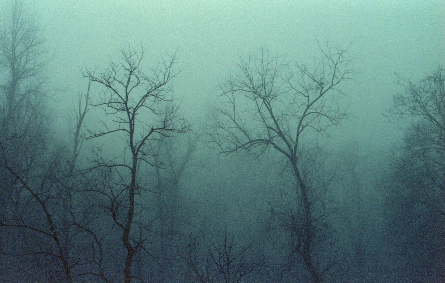 Bare trees are visible through a thick fog in a forest.