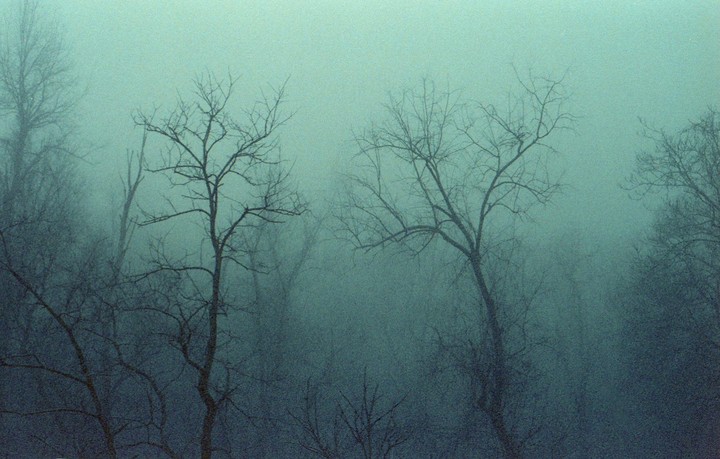 Bare trees are visible through a thick fog in a forest.