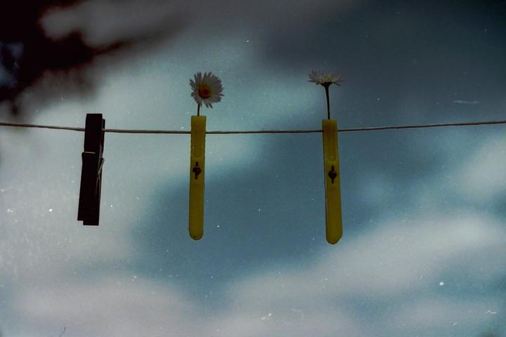 Two daisies are held by yellow clothespins on a clothesline, with a dark clothespin to the left, against a cloudy sky.