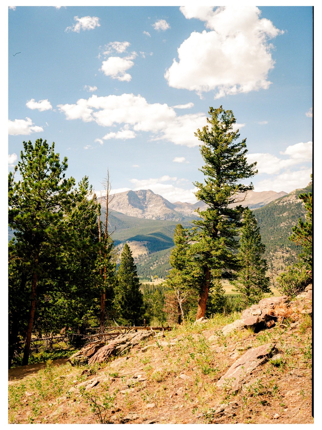 A mountain range is visible behind a forest of pine trees under a blue sky with white clouds.