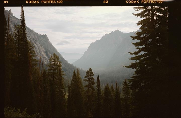 A hazy mountain valley is seen through a dense forest of pine trees.