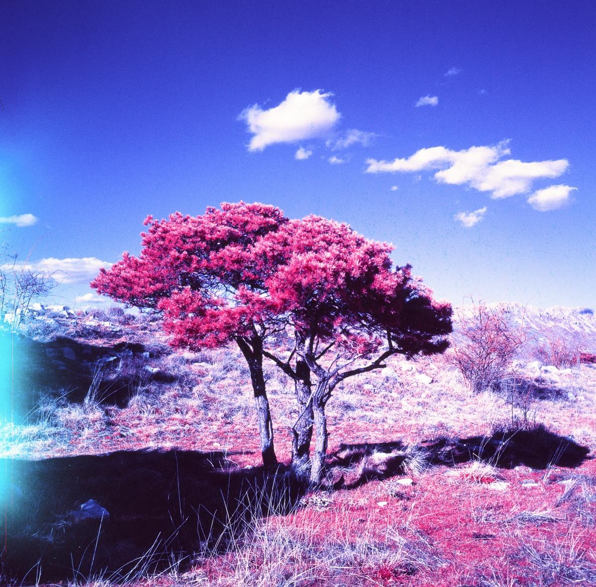 A single tree with bright pink foliage stands in a field of purple and pink grass under a blue sky with white clouds.