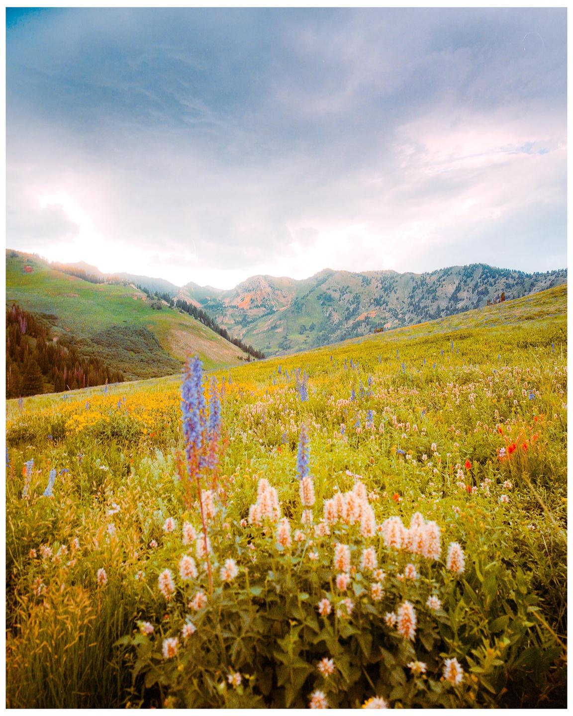 A field of wildflowers with mountains in the background is visible under a cloudy sky.