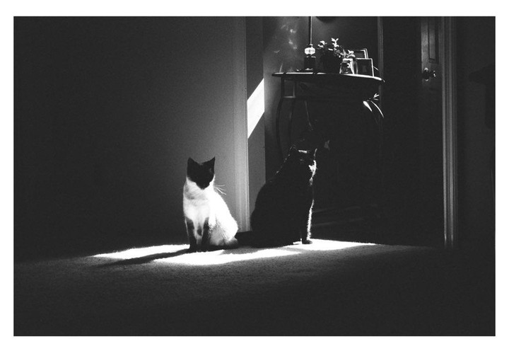 Two cats sit on a carpeted floor, one in a patch of sunlight and the other in shadow.