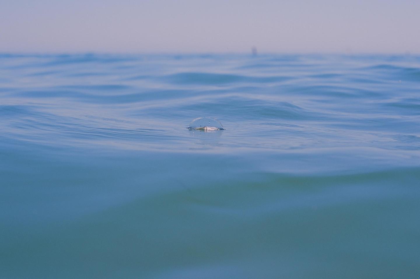 A small jellyfish-like creature floats on the surface of the ocean.