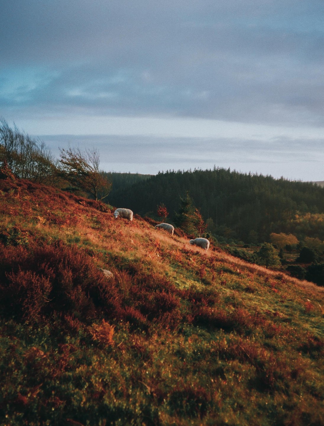 Three sheep graze on a hillside covered in red and green foliage under a cloudy sky.