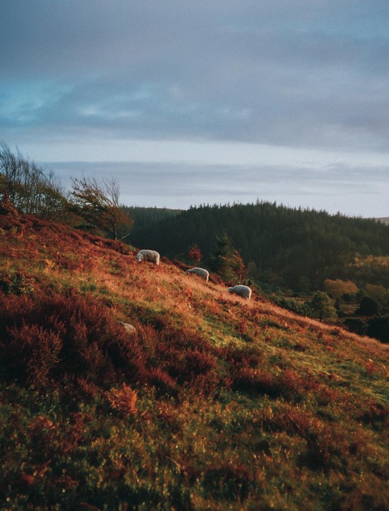 Three sheep graze on a hillside covered in red and green foliage under a cloudy sky.