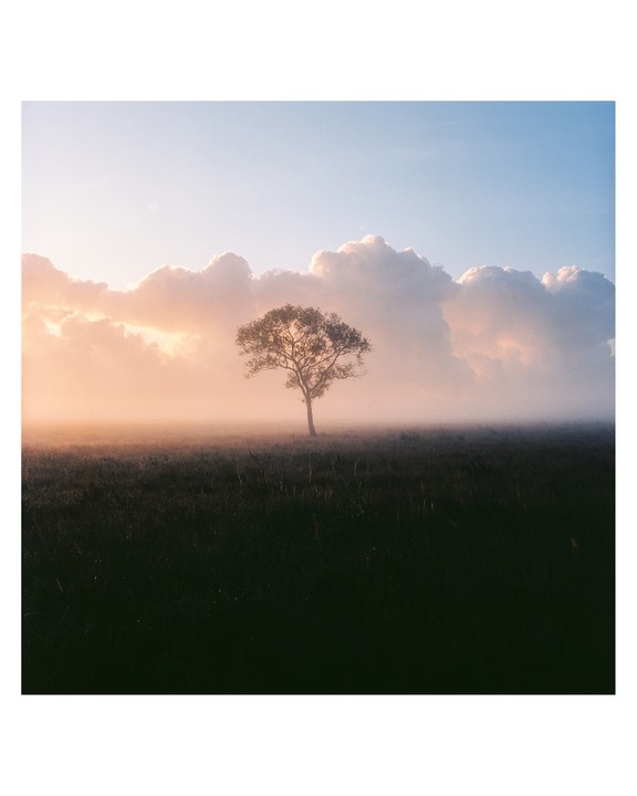 A lone tree stands in a misty field under a sky with clouds illuminated by the setting sun.