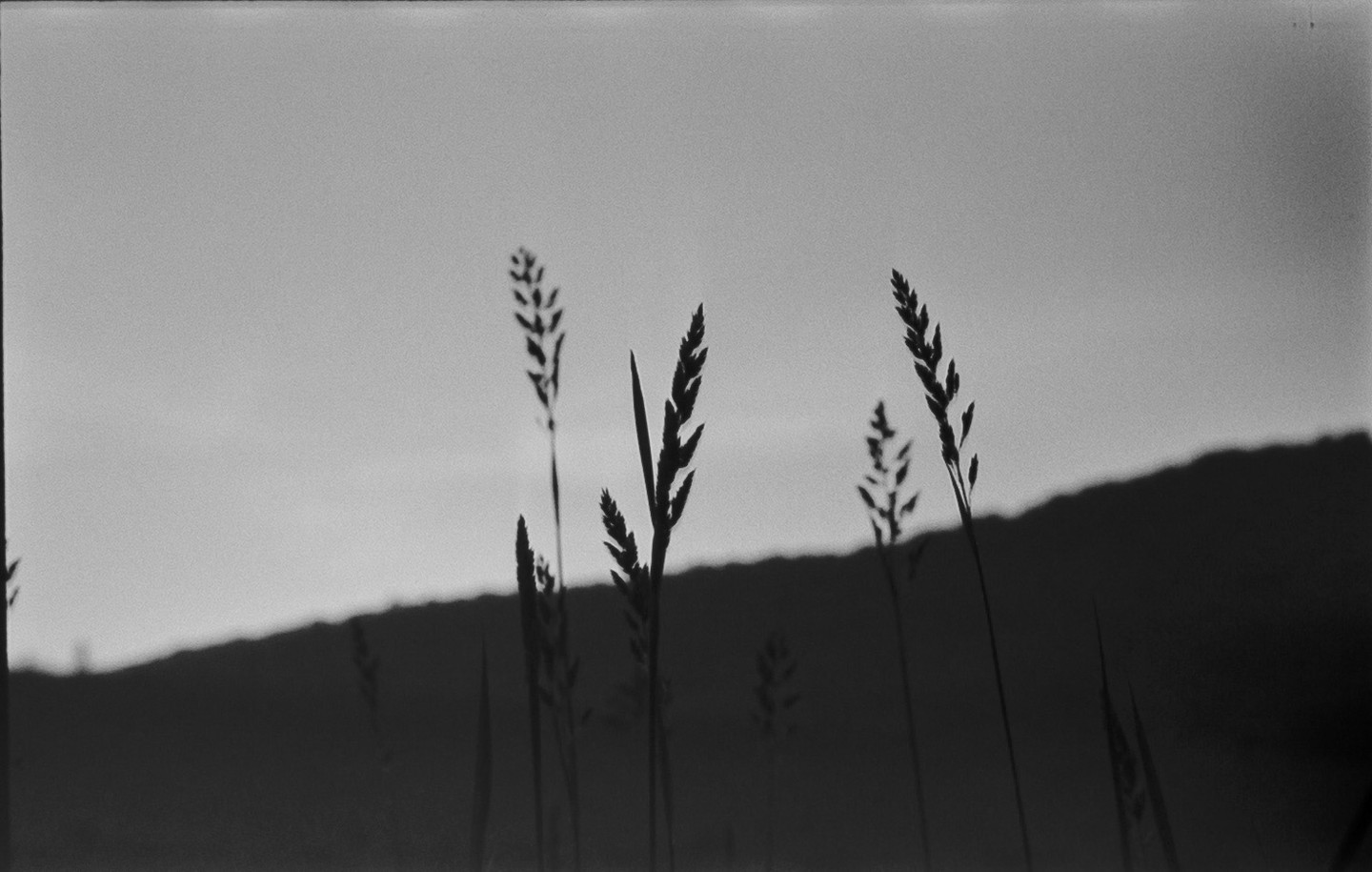 Several stalks of grass are silhouetted against a bright sky and a dark hill.