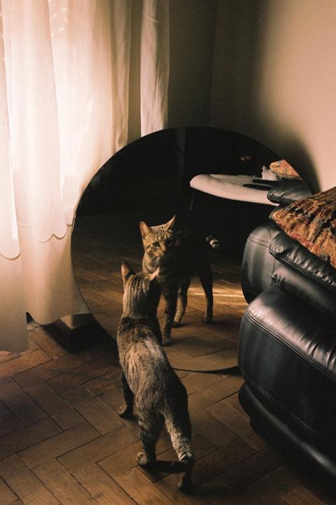 A tabby cat looks at its reflection in a round mirror on a wooden floor.