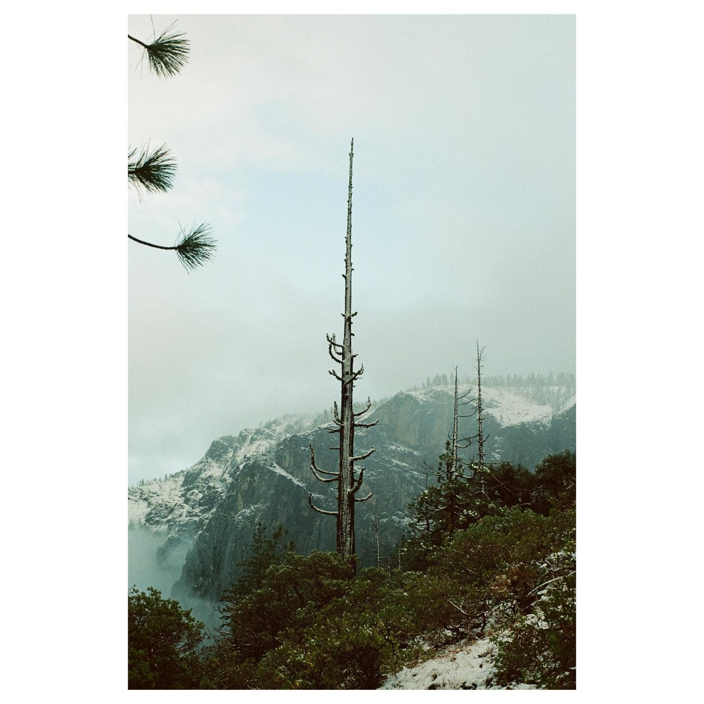 A tall, bare tree stands in a snowy mountain landscape with other trees and fog.