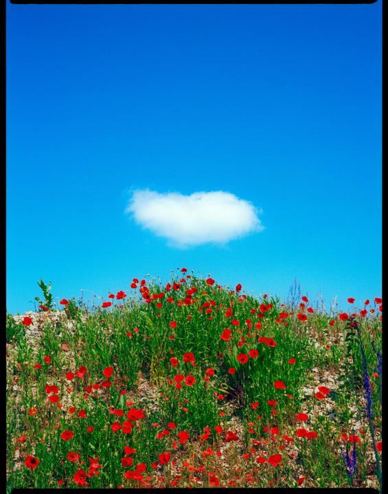 A field of red poppies grows under a bright blue sky with a single white cloud.
