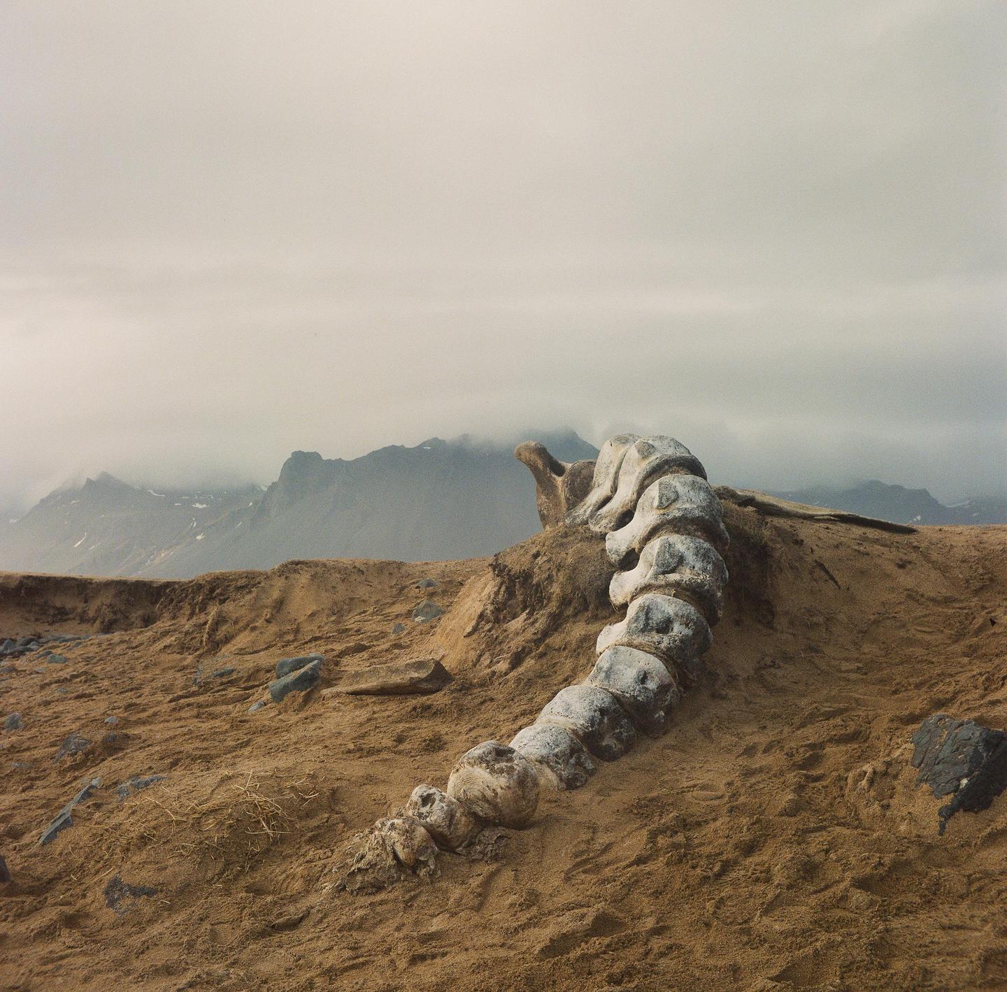 A whale skeleton lies on a sandy beach with mountains in the background under a cloudy sky.