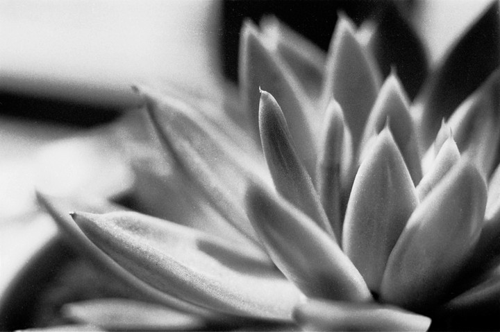 A close-up, black and white still life shows a succulent plant with many pointed leaves.