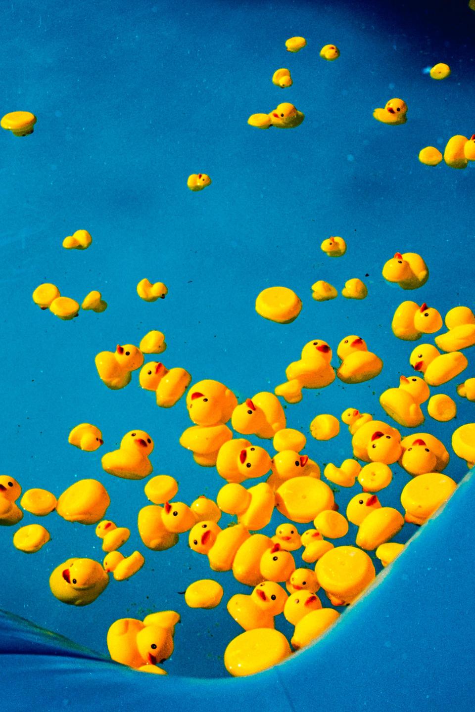 Many yellow rubber ducks float in blue water.