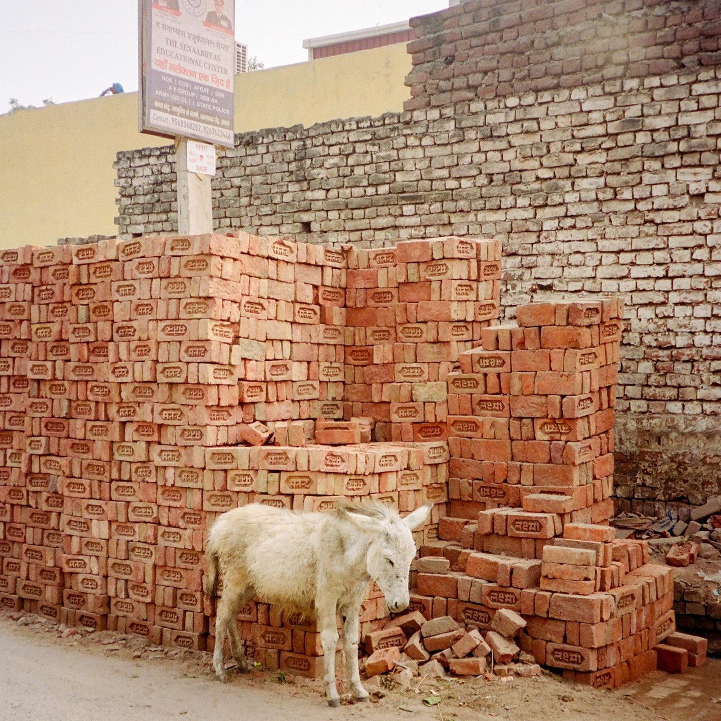 A white donkey stands in front of a large stack of red bricks next to a brick wall.