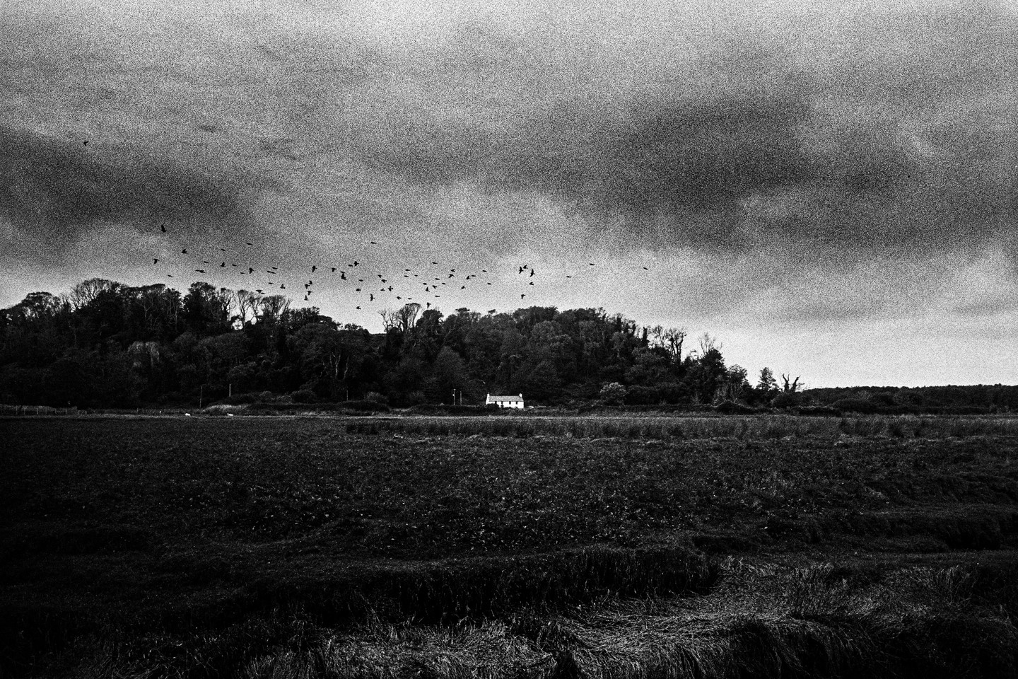 A flock of birds flies over a field with a small house and trees under a cloudy sky.