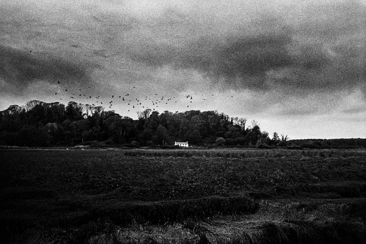 A flock of birds flies over a field with a small house and trees under a cloudy sky.