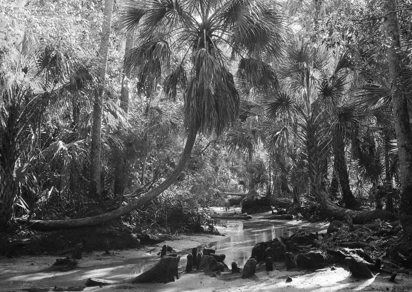 A small stream flows through a dense forest of palm trees and other foliage.