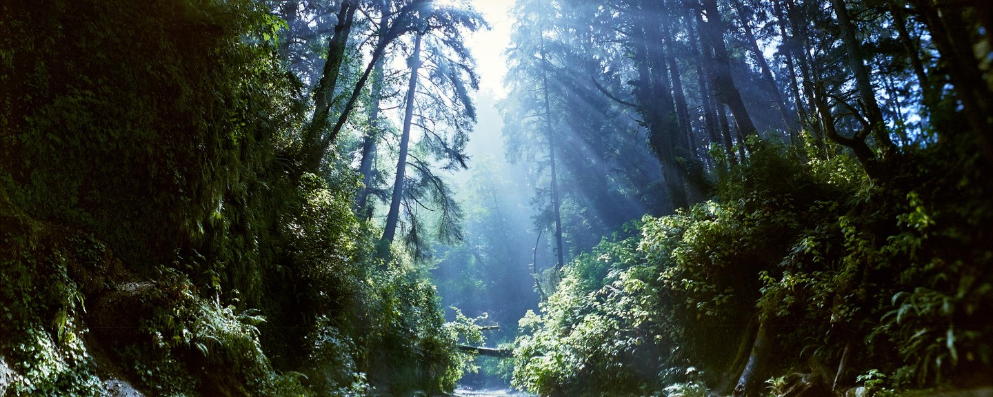 Sunlight streams through tall trees and illuminates the undergrowth in a forest.