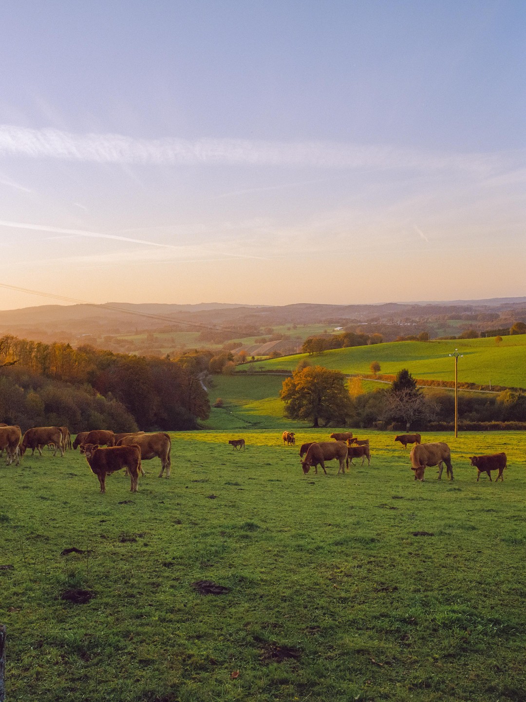A herd of brown cows grazes in a green pasture at sunset, with rolling hills and trees in the background.