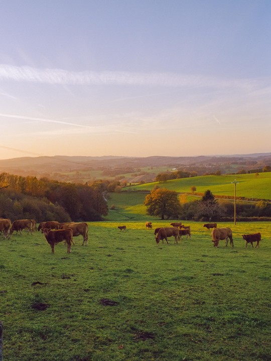 A herd of brown cows grazes in a green pasture at sunset, with rolling hills and trees in the background.
