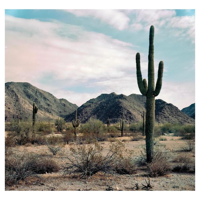 A tall saguaro cactus stands prominently in a desert landscape with mountains in the background.