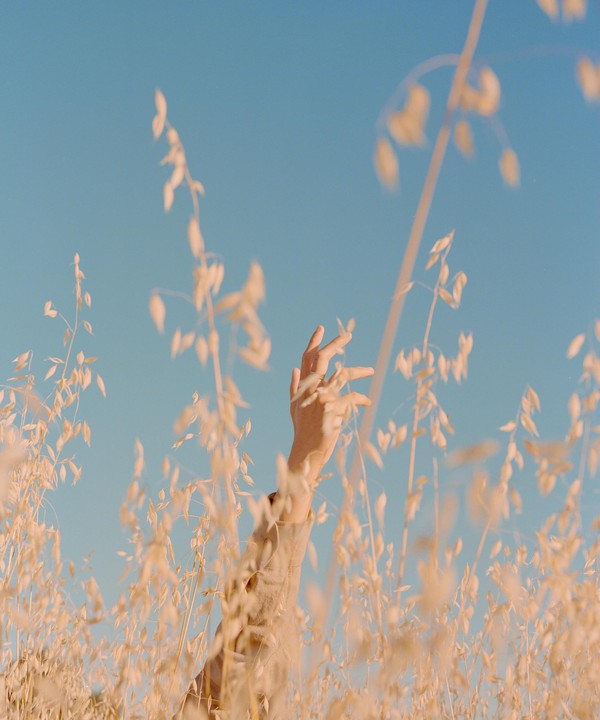A hand reaches up from a field of tall, dry grass towards a clear blue sky.